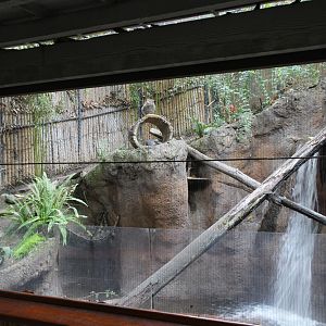 Fishing Cat Exhibit