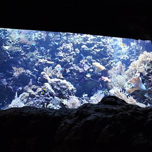Saltwater Aquarium