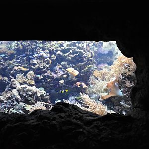 Saltwater Aquarium