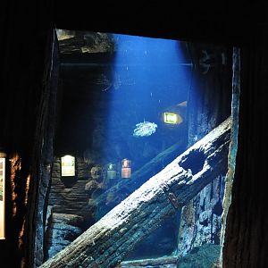 Saltwater Aquarium - Common Lionfish