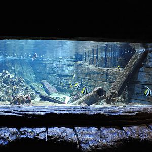 Saltwater Aquarium