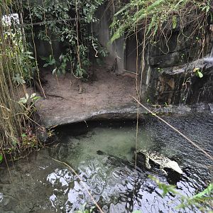 South America Dome - Cuban Crocodile