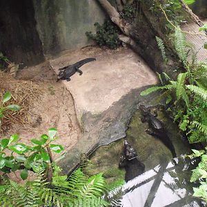 South America Dome - Cuvier's Dwarf Caiman