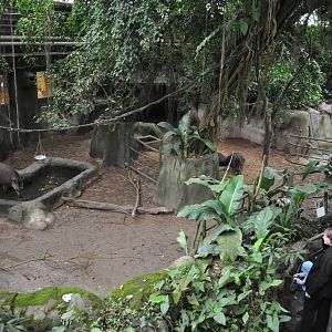 South America Dome - Lowland Tapir