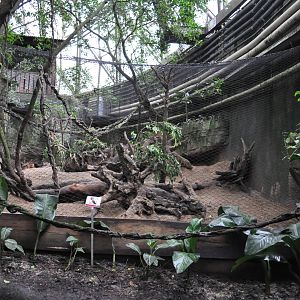 South America Dome - Bush Dog