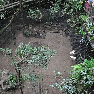 South America Dome - Bush Dog from above
