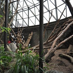 Africa Dome - Colobus