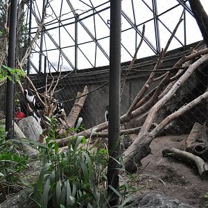 Africa Dome - Colobus