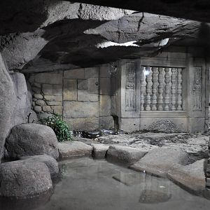 Asian Temple - Indian Python