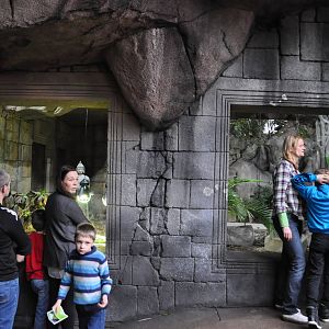 Asia Dome - Komodo Dragon