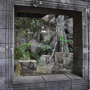 Asia Dome - Komodo Dragon