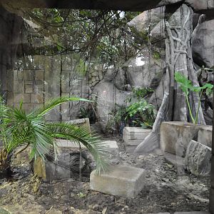 Asia Dome - Komodo Dragon