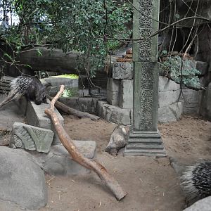 Asia Dome - Indian Crested Porcupine