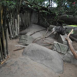 Asia Dome - Indian Crested Porcupine