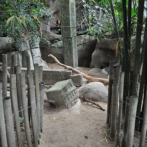 Asia Dome - Indian Crested Porcupine