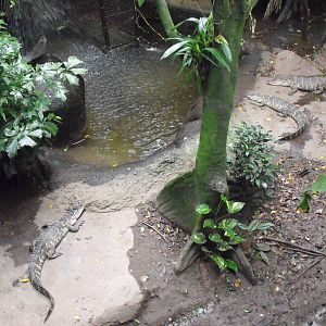 Asia Dome - American Alligator