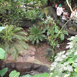 Asia Dome - American Alligator