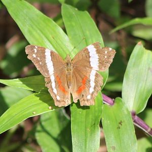 Anartia fatima