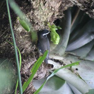 Bananaquit