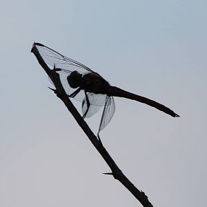 Dragonfly species