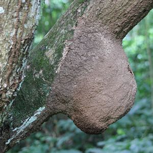 Termite nest