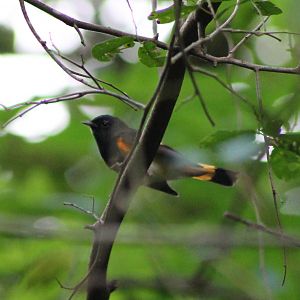 American redstart