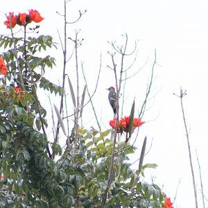 Golden-fronted woodpecker
