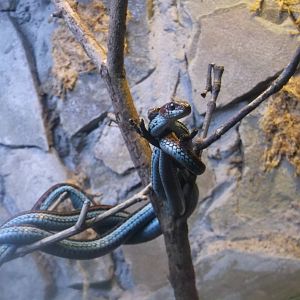 San Francisco Garter Snakes