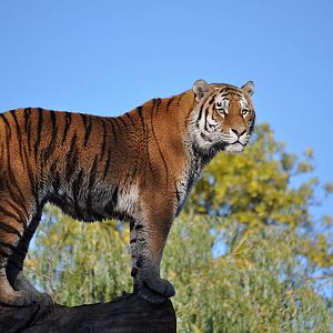 Amur Tiger