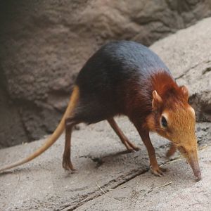 Red and black sengi