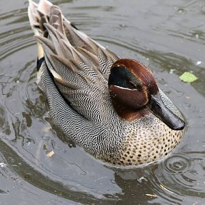 Common teal