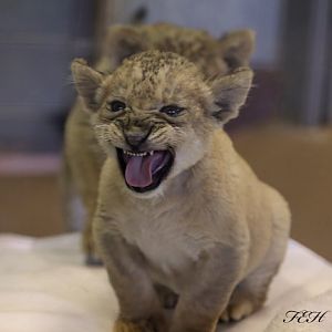 lion cubs