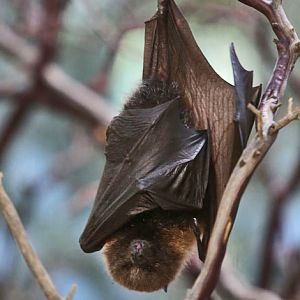 rodriguez fruit bat