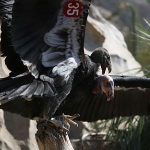 CA Condors fighting for position