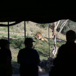 People watching lion
