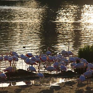 African flamingos