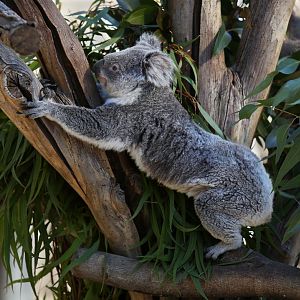 koala stretching
