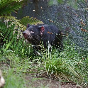 tasmanian devil