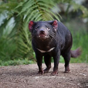 tasmanian devil
