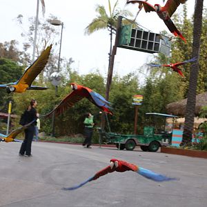 macaw free flight