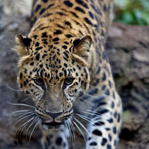 amur leopard