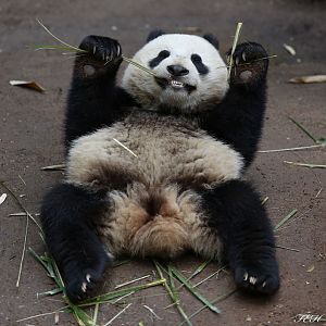 18 month panda cub