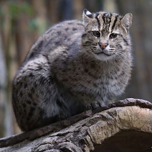 fishing cat