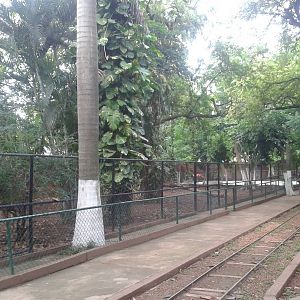 Enclosure Yucatan brocket deer