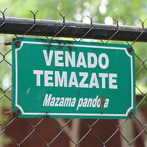 Sign Yucatan brocket deer