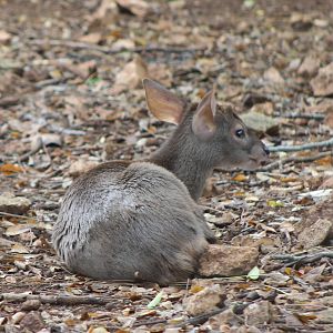 Yucatan brocket deer