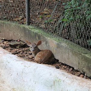 Young Yucatan brocket deer