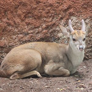 Yucatan brocket deer