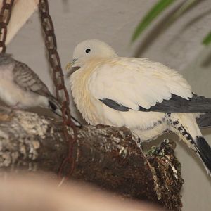 Torresian Imperial-pigeon (Ducula spilorrhoa)