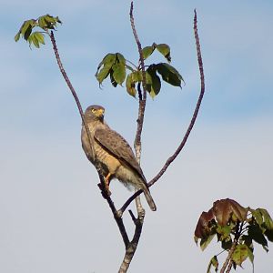 Roadside hawk